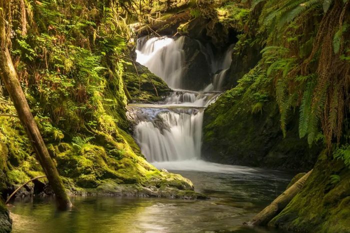 Willaby Creek Falls in the forests of Washington State
